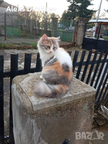подарявам породиста котка ангорска 