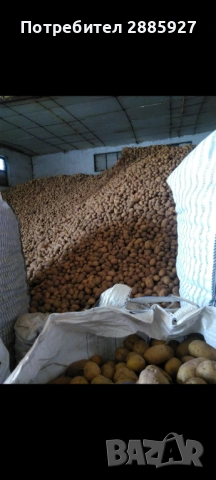 Картофи Сорая