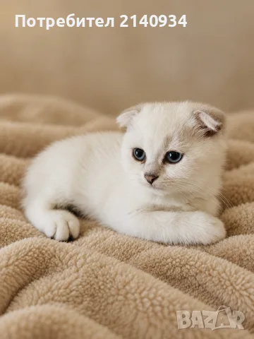 Синеоко шотландско клепоухо момче – Scottish Fold. Сръбрена чинчила, снимка 4 - Британска късокосместа - 56170491