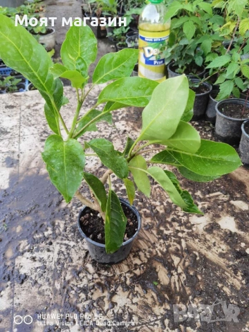 Соландрата - Solandra Maxima, снимка 6 - Градински цветя и растения - 53645875