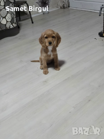 Prodavam 200 lv., снимка 8 - Кокер шпаньол - 52515067