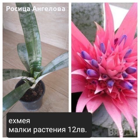Цветя в продажба , снимка 5 - Стайни растения - 42389569