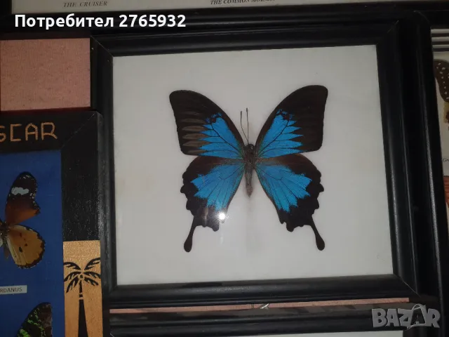 Истински Пеперуди в рамка, снимка 5 - Декорация за дома - 49843881