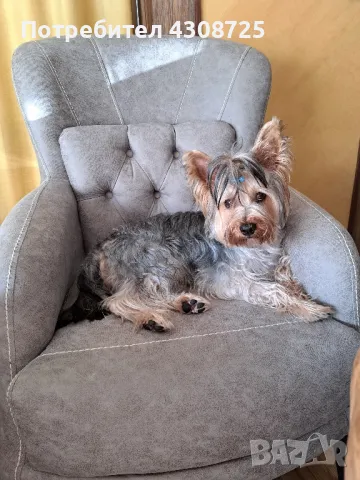 Йорки Йоркширски териер търси женска , снимка 2 - Йоркширски териер - 48082153