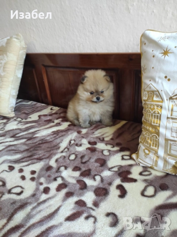 Мъжки померан