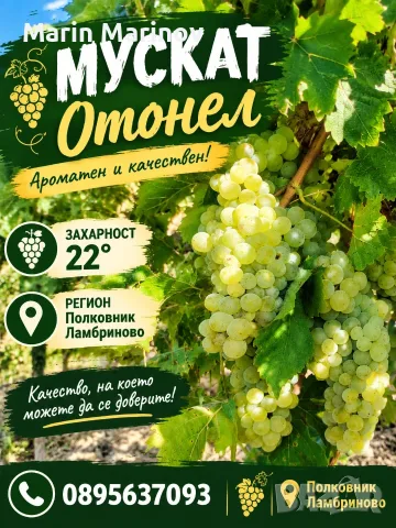 Мускат отонел  22° захарност, снимка 4 - Домашни напитки - 56051741