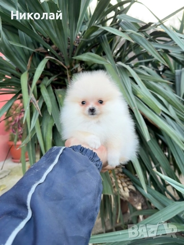 Померан мини момиче със втора ваксина