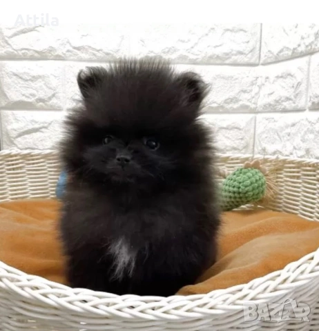  Померан – мини и джудже тип, снимка 9 - Померан - 53622471