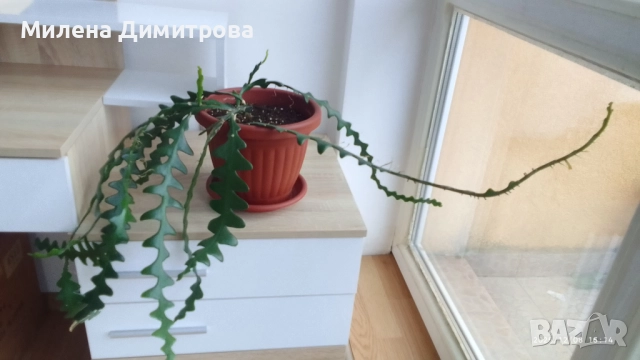 Epiphyllum anguliger кактус зигзаг, снимка 7 - Стайни растения - 49747854