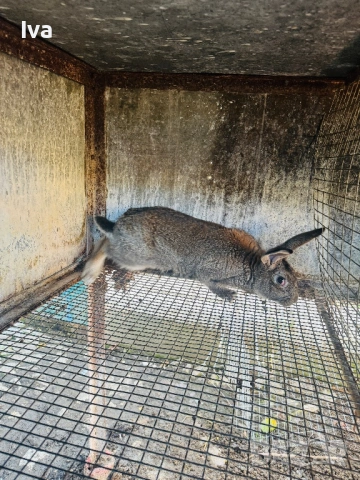 Продавам зайци на 6 месеца, снимка 2 - Други - 53056162