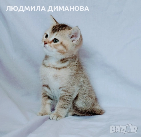 Шотландско мъжко. Златна чинчила. , снимка 7 - Британска късокосместа - 53614919