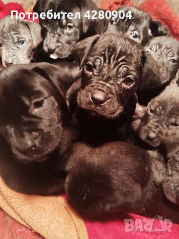 кане корсо бебета