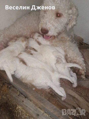 лагото Романьоли , снимка 10 - Други - 50494587