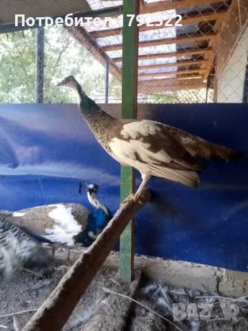 Продавам различни видове пауни на различна възраст , снимка 3 - други­ - 51864041