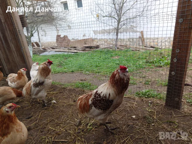 Оплодени яйца от Араукана, снимка 11 - други­ - 48810608