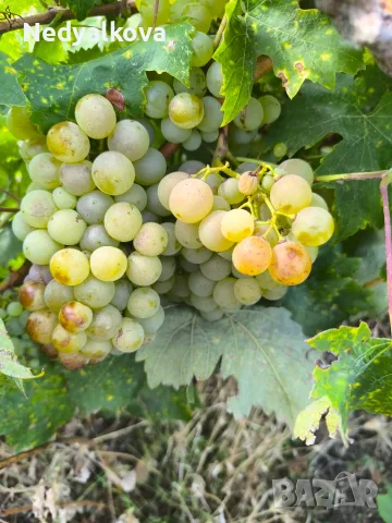  Продавам грозде Димят