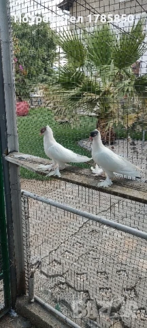 Гълъби Кепета, снимка 1