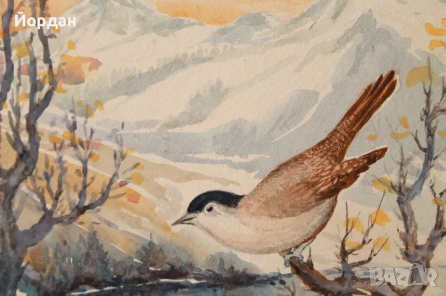 Акварел /автор-Никола Пилчев/ ''Старопланинска черешарка'', снимка 10 - Картини - 49131538