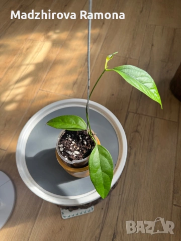 Hoya chewiorum , снимка 2 - Стайни растения - 53818943