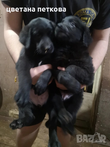 Голдън ретривър и немска овчарка , снимка 4 - Голдън ретривър - 50756973