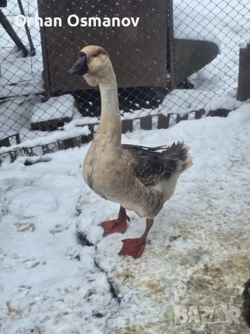 Лебедови гъски, снимка 2 - Патици и гъски - 52678104