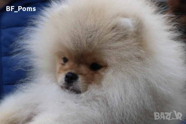 Страхотно момченце померан с родословие FCI, снимка 16 - Померан - 52918943