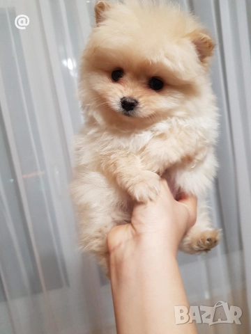 Померан померанчета снимки от днес 03.01.2026г, снимка 7 - Померан - 52967127