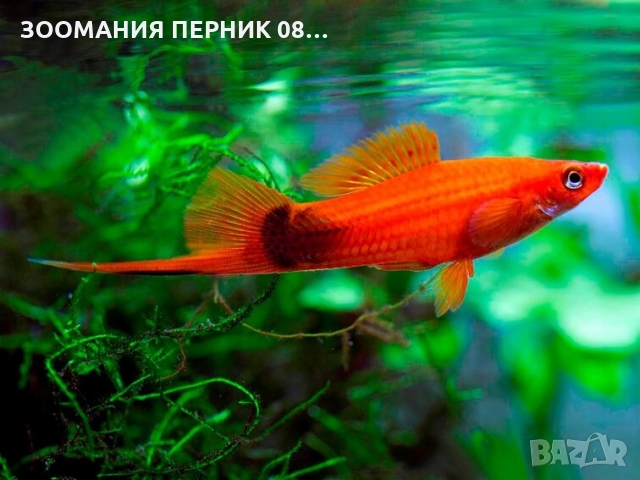 Декоративни рибки - Риби Хелер - ЛИЧНО ПЕРНИК, снимка 3 - Рибки - 36062576