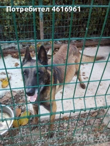 Предлагам Белгийска овчарка, снимка 2 - Белгийска овчарка - 52403924