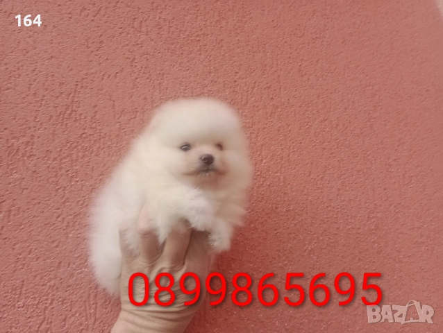 Померани и Померанчета