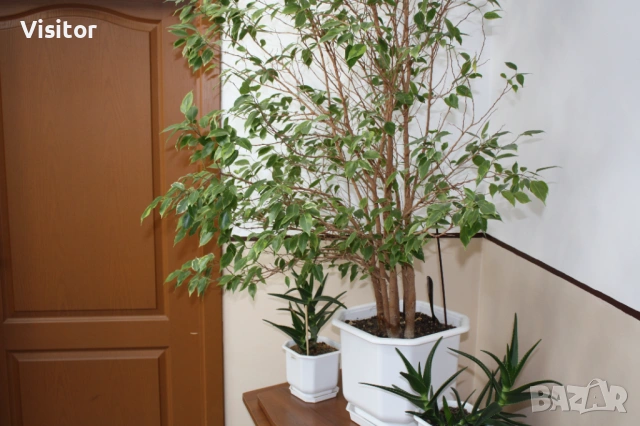 дигитален фотоапарат CANON 450D, снимка 15 - Фотоапарати - 53364182