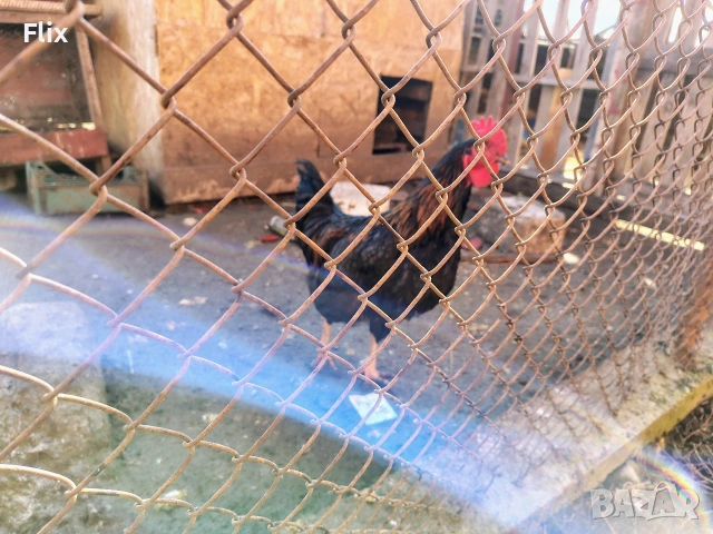 Петли, снимка 5 - Кокошки и пуйки - 53733827