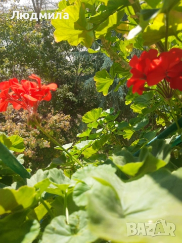 Мушкато,много богати,големи сандъчета с над 10 корена,последни бройки., снимка 16 - Стайни растения - 52235443