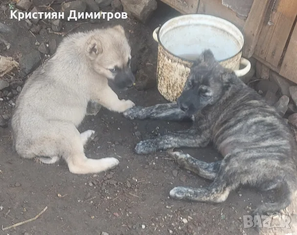 Свободни кутрета 2 момичета , снимка 2 - Кангал - 55997055