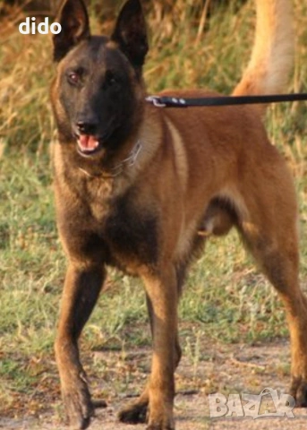 Продавам белгийски овчарки/малиноа, снимка 2 - Белгийска овчарка - 53276339