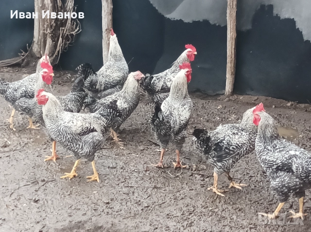 Петли супер харко