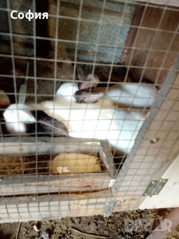 Продавам калифорнийски зайци, снимка 2 - Други животни - 53592747