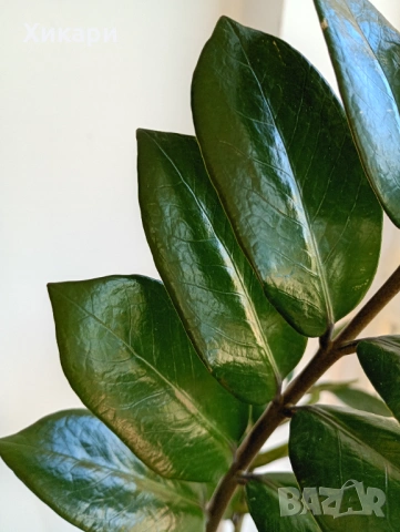 Замиокулкас , снимка 5 - Стайни растения - 53643176
