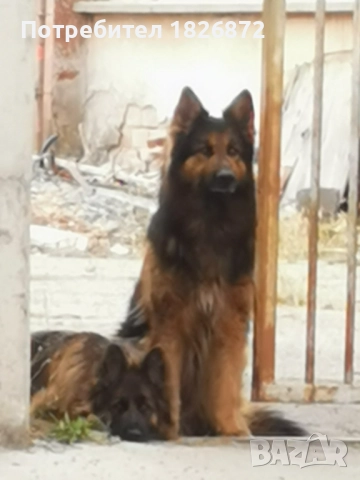 Продавам малки кученца - Немска овчарка, снимка 4 - Немска овчарка - 52060545