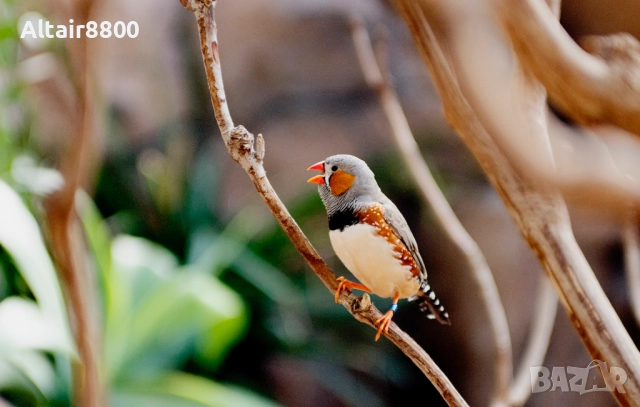 Nikon AF 35-70mm f/2.8D Nikkor обектив Никон #4/4, снимка 13 - Обективи и филтри - 52248148