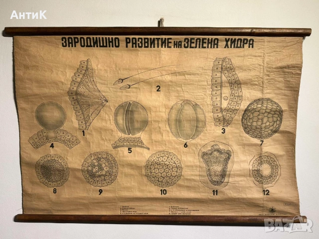 Соц Учебни Плакати Постери Ботаника, снимка 11 - Антикварни и старинни предмети - 52580865