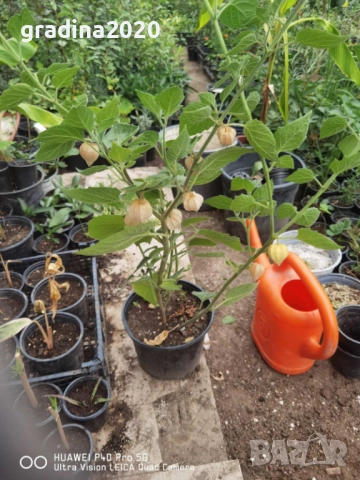 Физалис (Земна череша), снимка 4 - Разсади - 51790305