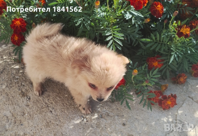 Продава се , снимка 5 - Пинчер - 52245638