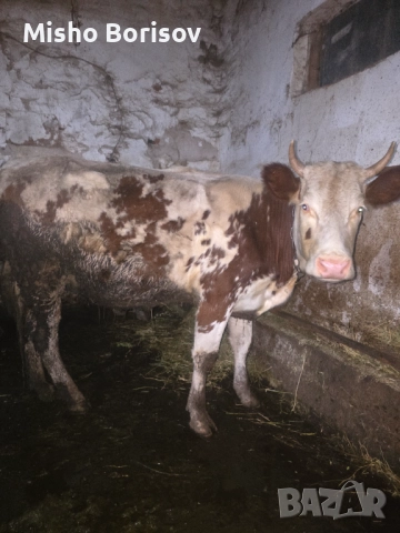 Продавам крави, снимка 3 - Крави - 52886798