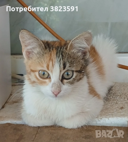 Подаряваме женско котенце на 4 месеца с паспорт и обезпаразитена, снимка 1