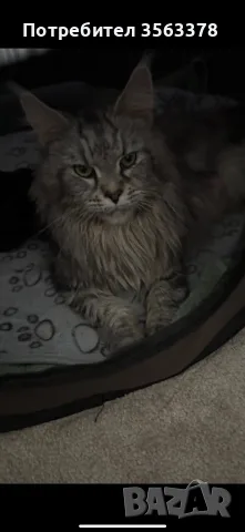 Maine coon чистокръвни, снимка 11 - Мейн кун - 56132815
