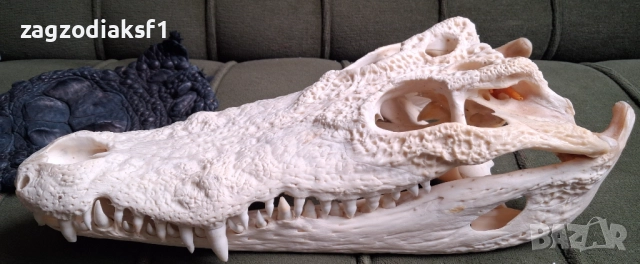 Челюст от Крокодил и Крокодилска кожа