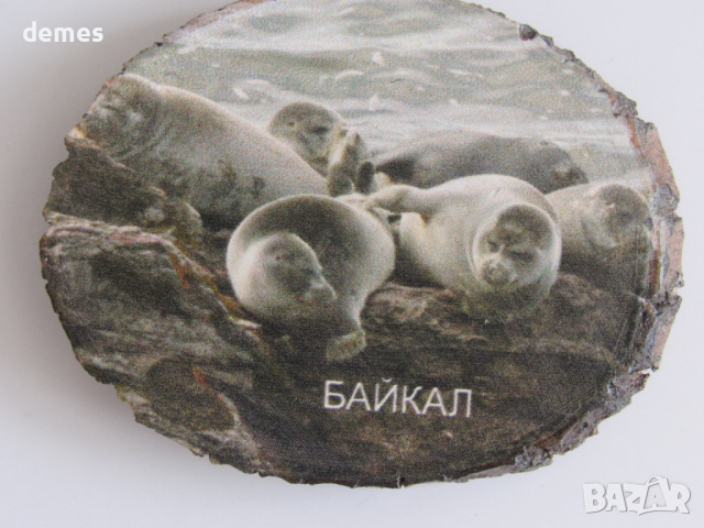 Дървен магнит върху бреза от езерота Байкал, Русия, снимка 6 - Колекции - 44694856