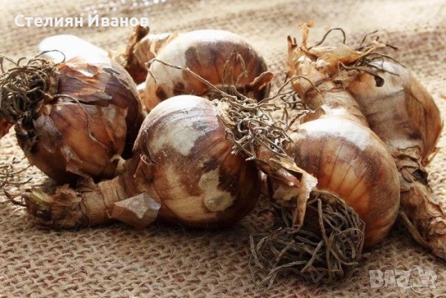 Блатно кокиче, леукоюм (Leucojum aestivum) – много големи луковици, снимка 3 - Сортови семена и луковици - 52372323