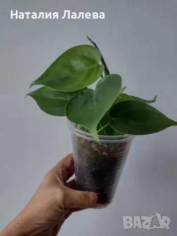 Филодендрон, philodendron Heartleaf, снимка 2 - Стайни растения - 56308012